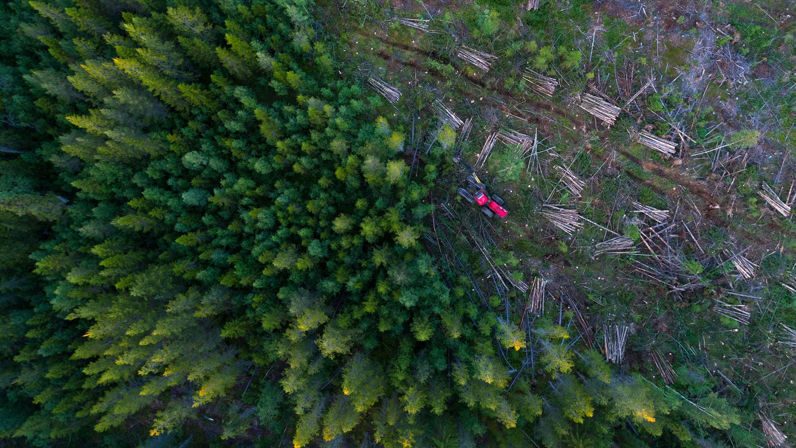 Forestry machinery amidst trees